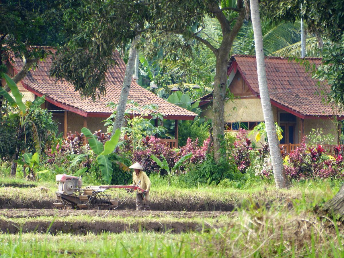 Banyu Homestay バニュワンギ エクステリア 写真