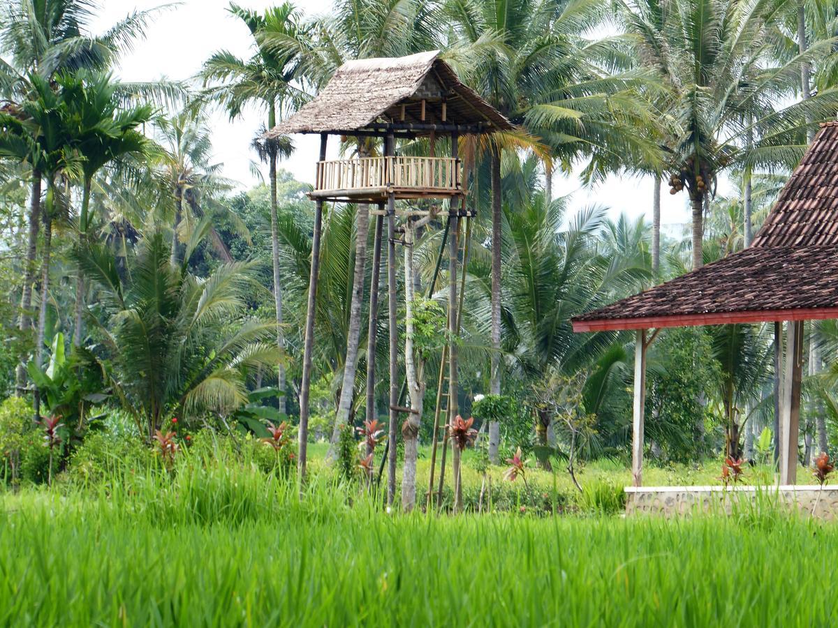 Banyu Homestay バニュワンギ エクステリア 写真